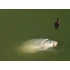 Kép 5/5 - Delphin Method QUIX Method Feeder kosár