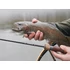 Kép 8/8 - Delphin TROUTERA SoftLURE